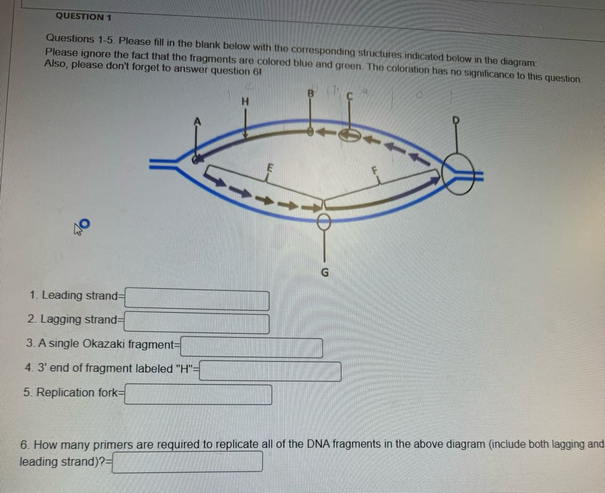 QUESTION 1
Questions 1-5. Please fill in the blank below with the corresponding structures indicated below in the diagram:
Please ignore the fact that the fragments are colored blue and green. The coloration has no significance to this question.
Also, please don't forget to answer question 61
1. Leading strand=
2. Lagging strand=
3. A single Okazaki fragment=
4. 3' end of fragment labeled "H"=
5. Replication fork=
H
E
G
6. How many primers are required to replicate all of the DNA fragments in the above diagram (include both lagging and
leading strand)?=