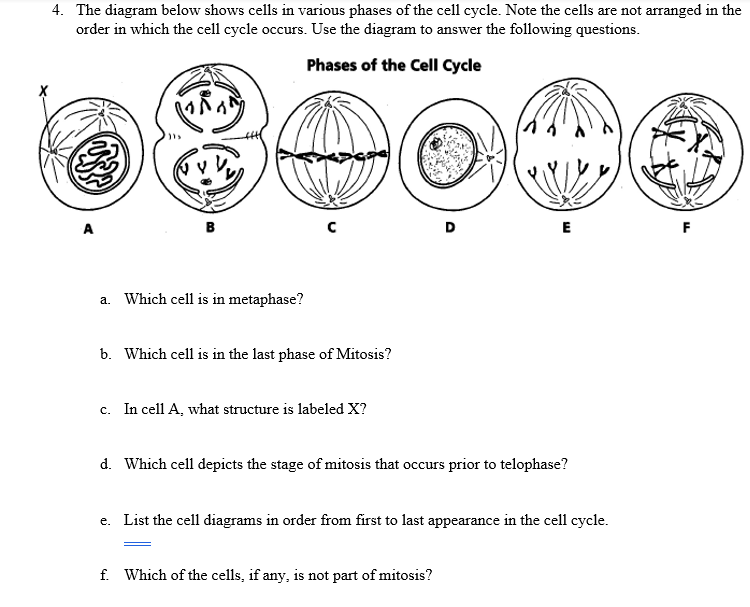 4. The diagram below shows cells in various phases of the cell cycle. Note the cells are not arranged in the
order in which the cell cycle occurs. Use the diagram to answer the following questions.
Phases of the Cell Cycle
B
E
a. Which cell is in metaphase?
b. Which cell is in the last phase of Mitosis?
c. In cell A, what structure is labeled X?
с.
d. Which cell depicts the stage of mitosis that occurs prior to telophase?
e. List the cell diagrams in order from first to last appearance in the cell cycle.
f. Which of the cells, if any, is not part of mitosis?
