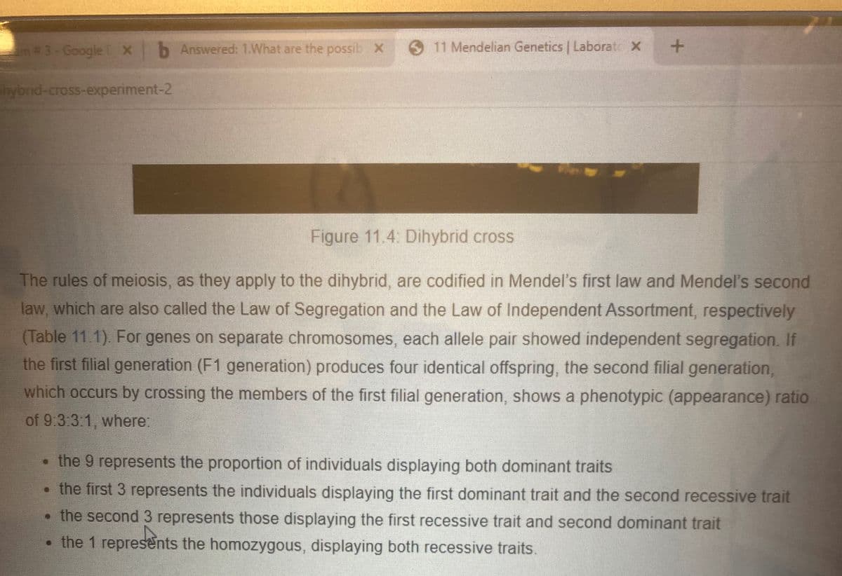 n#3- Google Xb Answered: 1.What are the possib X
611 Mendelian Genetics | Laborate X
hybrnid-cross-experiment-2
Figure 11.4: Dihybrid cross
The rules of meiosis, as they apply to the dihybrid, are codified in Mendel's first law and Mendel's second
law, which are also called the Law of Segregation and the Law of Independent Assortment, respectively
(Table 11.1). For genes on separate chromosomes, each allele pair showed independent segregation. If
the first filial generation (F1 generation) produces four identical offspring, the second filial generation,
which occurs by crossing the members of the first filial generation, shows a phenotypic (appearance) ratio
of 9:3:3:1, where:
• the 9 represents the proportion of individuals displaying both dominant traits
• the first 3 represents the individuals displaying the first dominant trait and the second recessive trait
• the second 3 represents those displaying the first recessive trait and second dominant trait
• the 1 represents the homozygous, displaying both recessive traits.
