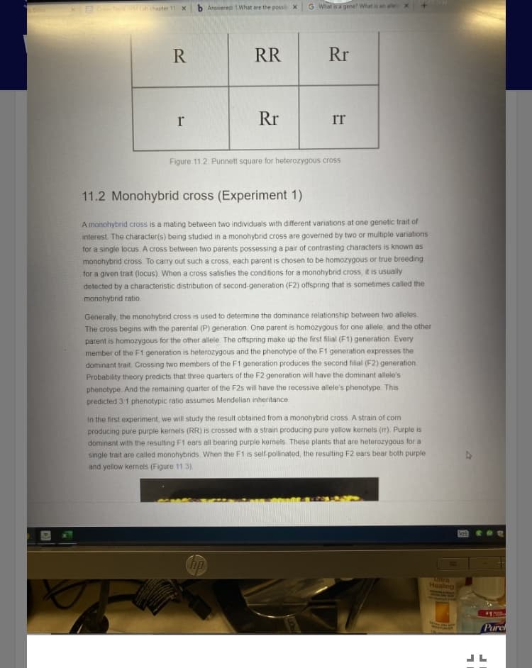 Answered: 1.What are the possib x
G What is a gene? What is an allel x
X T Hb chapter 11 X
R
RR
Rr
Rr
rr
Figure 11.2: Punnett square for heterozygous cross
11.2 Monohybrid cross (Experiment 1)
A monohybrid cross is a mating between two individuals with different variations at one genetic trait of
interest. The character(s) being studied in a monohybrid cross are governed by two or multiple variations
for a single locus. A cross between two parents possessing a pair of contrasting characters is known as
monohybrid cross. To carry out such a cross, each parent is chosen to be homozygous or true breeding
for a given trait (locus) When a cross satisfies the conditions for a monohybrid cross, it is usually
detected by a characteristic distribution of second-generation (F2) offspring that is sometimes called the
monohybrid ratio.
Generally, the monohybrid cross is used to determine the dominance relationship between two alleles
The cross begins with the parental (P) generation. One parent is homozygous for one allele, and the other
parent is homozygous for the other allele. The offspring make up the first filial (F1) generation. Every
member of the F1 generation is heterozygous and the phenotype of the F1 generation expresses the
dominant trait. Crossing two members of the F1 generation produces the second filial (F2) generation
Probability theory predicts that three quarters of the F2 generation will have the dominant allele's
phenotype. And the remaining quarter of the F25 will have the recessive allele's phenotype. This
predicted 31 phenotypic ratio assumes Mendelian inheritance.
In the first experiment, we will study the result obtained from a monohybrid cross. A strain of corn
producing pure purple kernels (RR) is crossed with a strain producing pure yellow kernels (). Purple is
dominant with the resulting F1 ears all bearing purple kernels. These plants that are heterozygous for a
single trait are called monohybrids When the F1 is self-pollinated, the resulting F2 ears bear both purple
and yellow kernels (Figure 11 3).
Ultra
Healing
Pure
