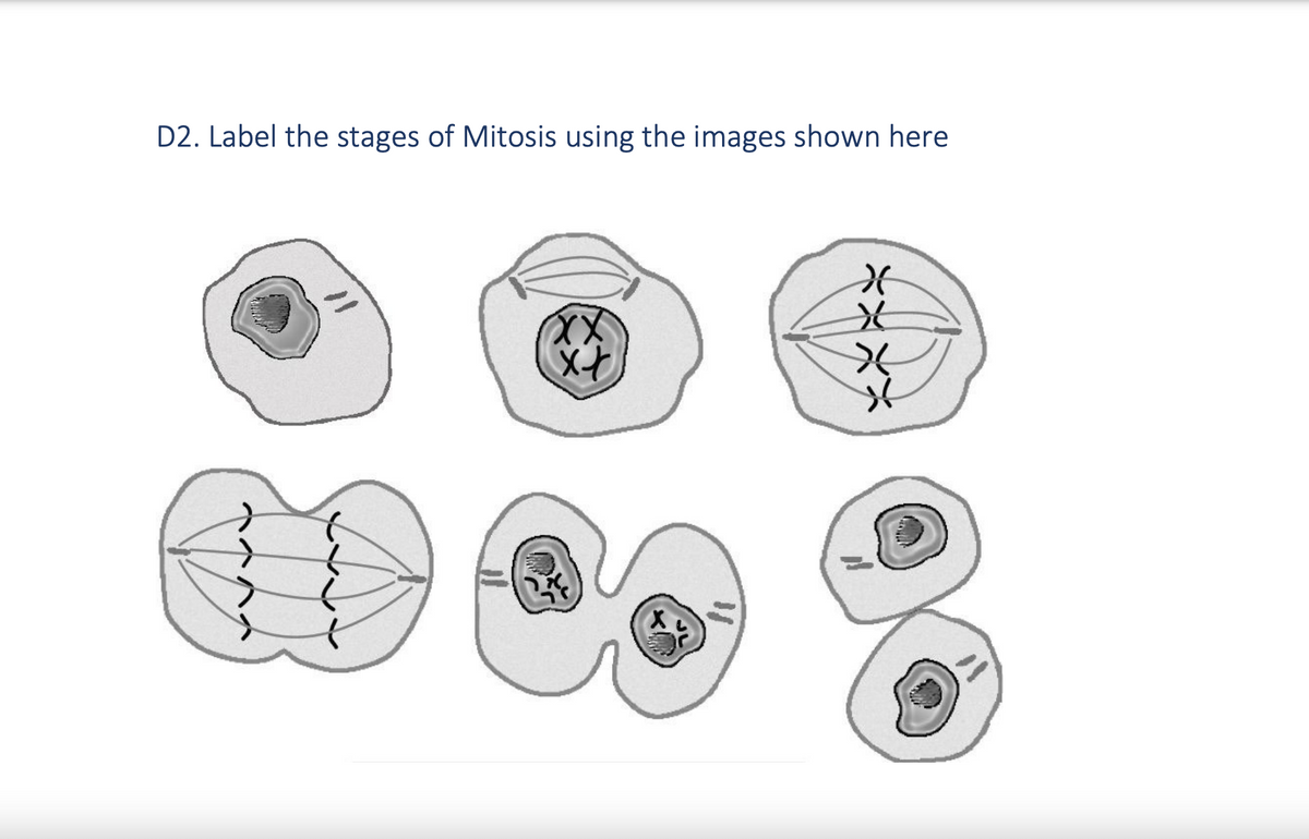 D2. Label the stages of Mitosis using the images shown here
xx
