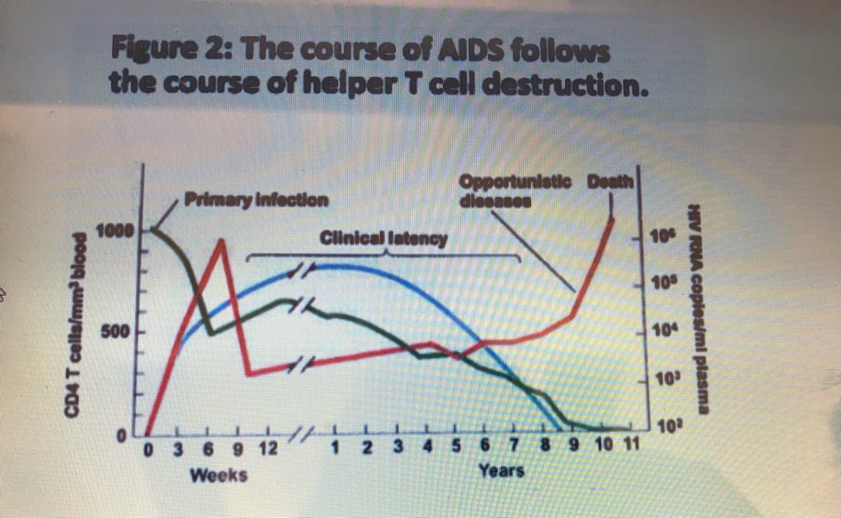 CD4 T cells/mm³ blood
Figure 2: The course of AIDS follows
the course of helper T cell destruction.
1000
500
Primary infection
C
0 3 6 9 12
Weeks
Clinical latency
Opportunistic Death
diseases
1
12 3 4 5 6 7
Years
8 9 10 11
106
105
104
103
102
HIV RNA copies/ml plasma