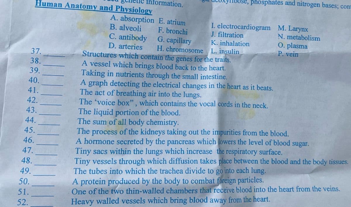 Information.
1UUSE, phosphates and nitrogen bases; cont
Human Anatomy and Physiology
A. absorption E. atrium
B. alveoli
I. electrocardiogram M. Larynx
J. filtration
F. bronchi
G. capillary
H. chromosome L. insulin
N. metabolism
C. antibody
D. arteries
O. plasma
P. vein
K. inhalation
37.
Structures which contain the genes for the traits.
A vessel which brings blood back to the heart.
Taking in nutrients through the small intestine.
A graph detecting the electrical changes in the heart as it beats.
The act of breathing air into the lungs.
The 'voice box", which contains the vocal cords in the neck.
The liquid portion of the blood.
The sum of all body chemistry.
The process of the kidneys taking out the impurities from the blood.
A hormone secreted by the pancreas which lowers the level of blood
Tiny sacs within the lungs which increase the respiratory surface.
Tiny vessels through which diffusion takes place between the blood and the body tissues.
The tubes into which the trachea divide to go into each lung.
A protein produced by the body to combat foreign particles.
One of the two thin-walled chambers that receive blood into the heart from the veins.
Heavy walled vessels which bring blood away from the heart.
38.
39.
40.
41.
42.
43.
44.
45.
46.
sugar.
47.
48.
49.
50.
51.
52.
