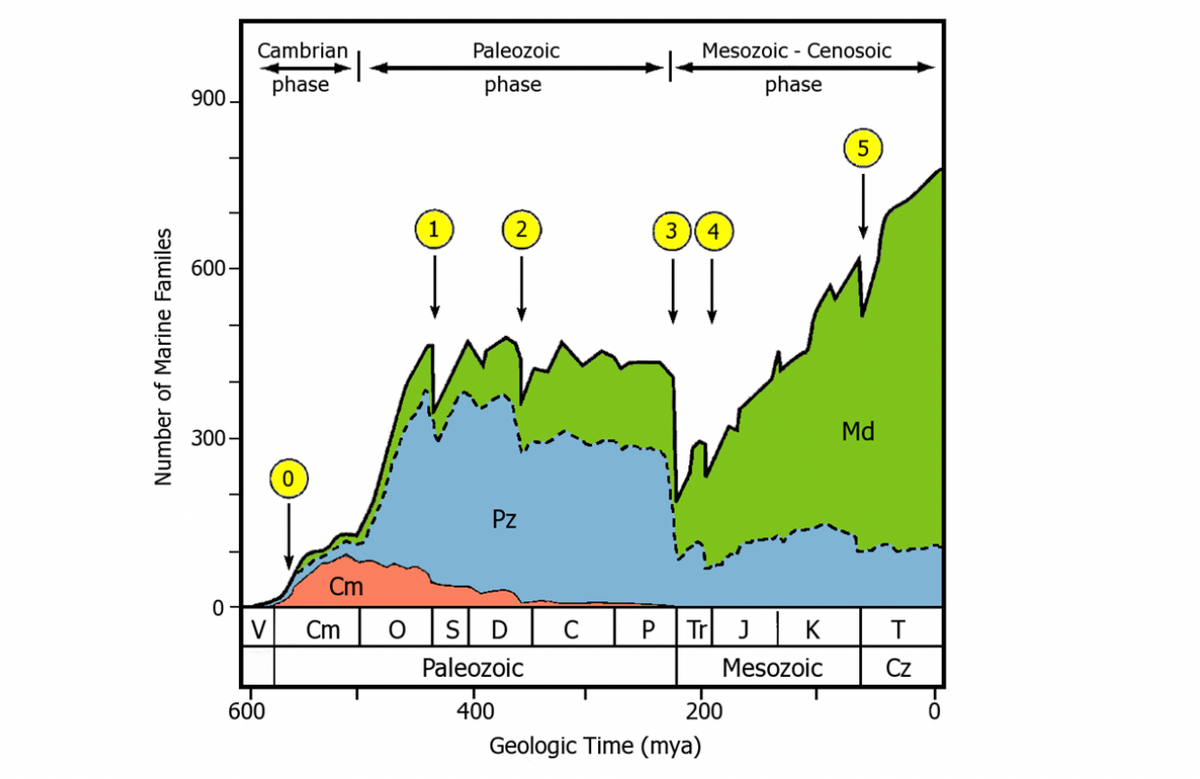 Cambrian
Paleozoic
Mesozoic - Cenosoic
phase
phase
phase
900 -
34
2
600-
300-
Md
Pz
Cm
V
Cm
D
P Tr J
K
Paleozoic
Mesozoic
Cz
600
400
200
Geologic Time (mya)
Number of Marine Familes
