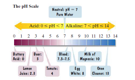 The pH Scale
Neutral: pH = 7
Pure Water
Acid: 0 < pH < 7 Alkaline: 7 < pH < 14
0 1 2 3 4 5 6 7 8 9 10 11 12 13 14
Battery
Acid: 0
Beer:
Blood:
Milk of
3
7.3-7.5
Magnesia: 10
Lemon
Tomato:
Egg
White: 8
Oven
Juice: 2.3
4
Cleaner: 13
