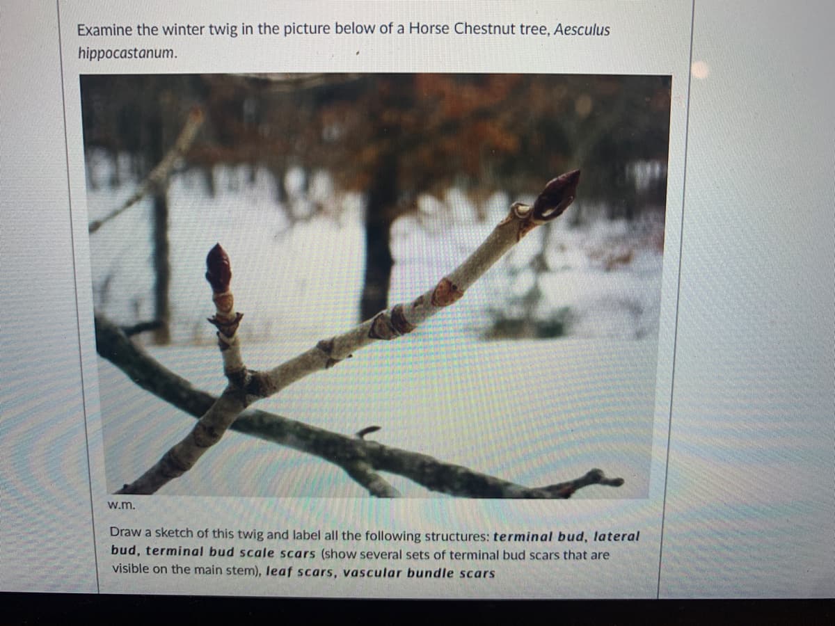 Examine the winter twig in the picture below of a Horse Chestnut tree, Aesculus
hippocastanum.
w.m.
Draw a sketch of this twig and label all the following structures: terminal bud, lateral
bud, terminal bud scale scars (show several sets of terminal bud scars that are
visible on the main stem), leaf scars, vascular bundle scars
