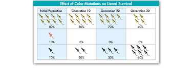 Effect of Color Mutations on Lizard Survival
hial Papadation
Generation 10
Generation 20
Generution 30
70%
10%
10%
20%
30%
