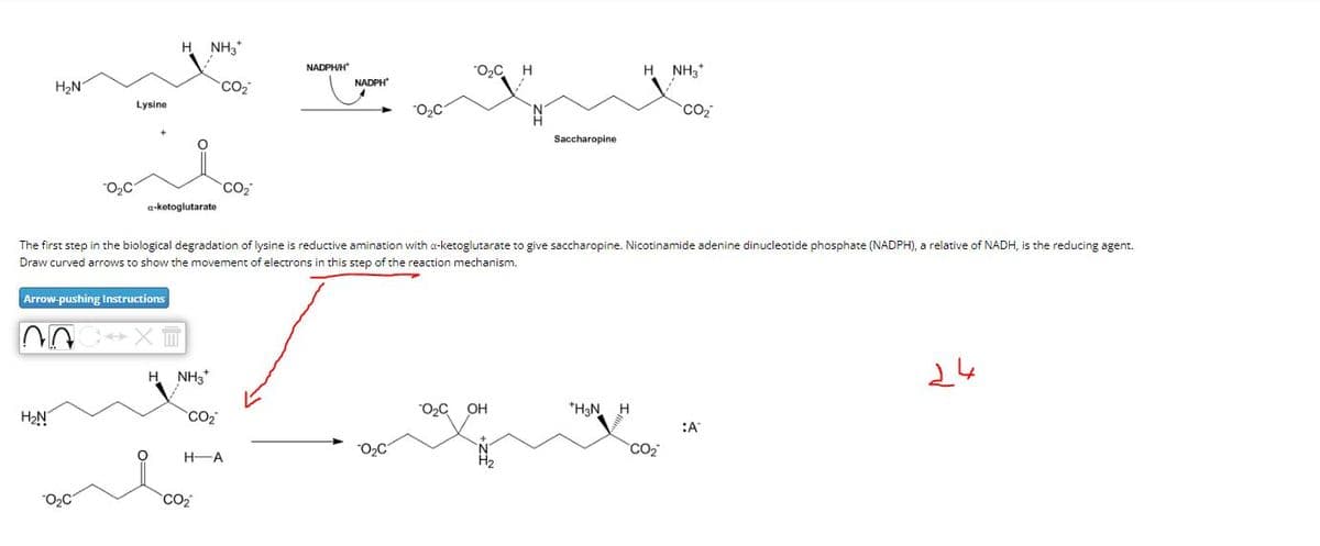 H NH3
H₂N
CO₂
Lysine
CO₂
a-ketoglutarate
NADPH/H*
H
H NH3*
NADPH
CO₂
Saccharopine
The first step in the biological degradation of lysine is reductive amination with a-ketoglutarate to give saccharopine. Nicotinamide adenine dinucleotide phosphate (NADPH), a relative of NADH, is the reducing agent.
Draw curved arrows to show the movement of electrons in this step of the reaction mechanism.
Arrow-pushing Instructions
H₂N
H NH3+
CO₂
H-A
CO₂
OH
*H3N
H
:A
CO₂
جائے