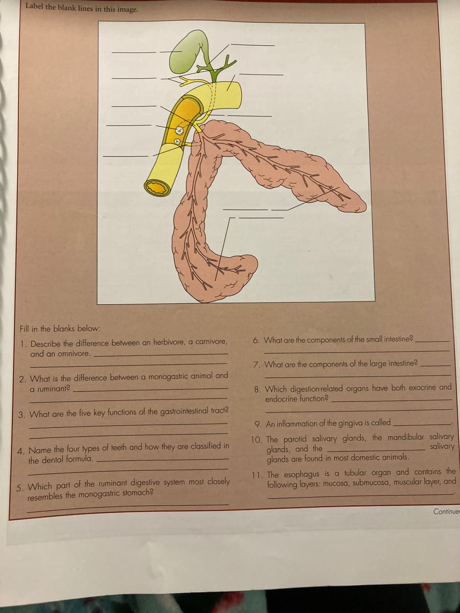 Label the blank lines in this image.
Fill in the blanks below:
1. Describe the difference between an herbivore, a carnivore,
and an omnivore.
6. What are the components of the small intestine?
7. What are the components of the large intestine?
2. What is the difference between a monogastric animal and
a ruminant?
8. Which digestion-related organs have both exocrine and
endocrine function?
3. What are the five key functions of the gastrointestinal tract?
9. An inflammation of the gingiva is called
4. Name the four types of teeth and how they are classified in
the dental formula.
10. The parotid salivary glands, the mandibular salivary
glands, and the
glands are found in most domestic animals.
salivary
5 Which part of the ruminant digestive system most closely
resembles the monogastric stomach?
11. The esophagus is a tubular organ and contains the
following layers: mucosa, submucosa, muscular layer, and
Continue

