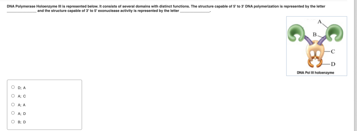 DNA Polymerase Holoenzyme IIlI is represented below. It consists of several domains with distinct functions. The structure capable of 5' to 3' DNA polymerization is represented by the letter
and the structure capable of 3' to 5' exonuclease activity is represented by the letter
B.
-D
DNA Pol II holoenzyme
D; A
А; С
А;B А
А; D
В; D
O O
