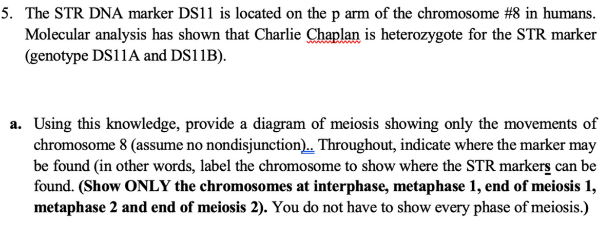 5. The STR DNA marker DS11 is located on the p arm of the chromosome #8 in humans.
Molecular analysis has shown that Charlie Chaplan is heterozygote for the STR marker
(genotype DS11A and DS11B).
a. Using this knowledge, provide a diagram of meiosis showing only the movements of
chromosome 8 (assume no nondisjunction). Throughout, indicate where the marker may
be found (in other words, label the chromosome to show where the STR markers can be
found. (Show ONLY the chromosomes at interphase, metaphase 1, end of meiosis 1,
metaphase 2 and end of meiosis 2). You do not have to show every phase of meiosis.)
