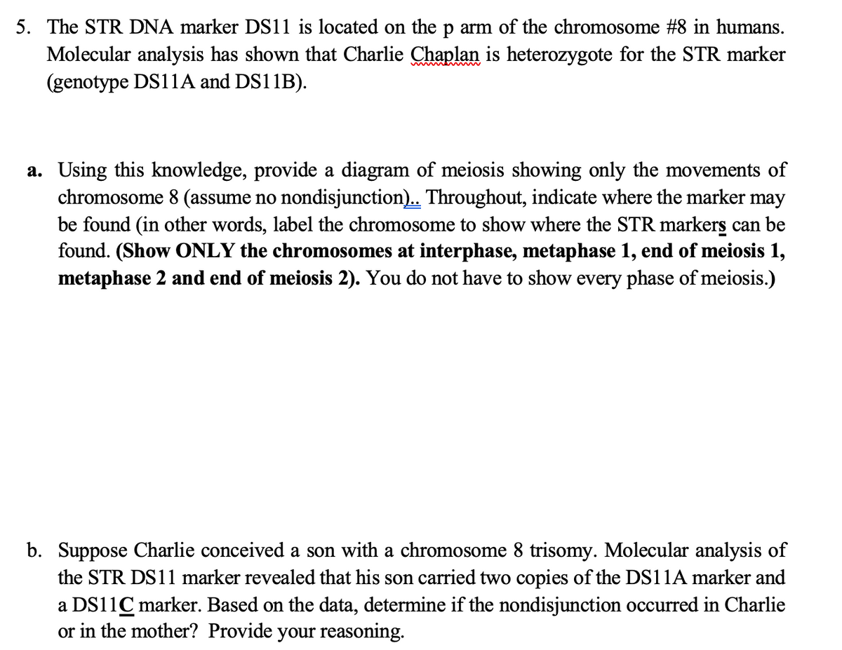 5. The STR DNA marker DS11 is located on the p arm of the chromosome #8 in humans.
Molecular analysis has shown that Charlie Chaplan is heterozygote for the STR marker
(genotype DS11A and DS11B).
a. Using this knowledge, provide a diagram of meiosis showing only the movements of
chromosome 8 (assume no nondisjunction). Throughout, indicate where the marker may
be found (in other words, label the chromosome to show where the STR markers can be
found. (Show ONLY the chromosomes at interphase, metaphase 1, end of meiosis 1,
metaphase 2 and end of meiosis 2). You do not have to show every phase of meiosis.)
b. Suppose Charlie conceived a son with a chromosome 8 trisomy. Molecular analysis of
the STR DS11 marker revealed that his son carried two copies of the DS11A marker and
a DS11C marker. Based on the data, determine if the nondisjunction occurred in Charlie
or in the mother? Provide your reasoning.
