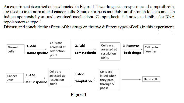 An experiment is carried out as depicted in Figure 1. Two drugs, staurosporine and camptothecin,
are used to treat normal and cancer cells. Staurosporine is an inhibitor of protein kinases and can
induce apoptosis by an undetermined mechanism. Camptothecin is known to inhibit the DNA
topoisomerase type I.
Discuss and conclude the effects of the drugs on the two different types of cells in this experiment.
Normal
cells
Cancer
cells
1. Add
staurosporine
1. Add
staurosporine
Cells are
arrested at
restriction
point
Cells are
arrested at
restriction
point
2. Add
camptothecin
2. Add
camptothecin
Figure 1
Cells are
arrested at
restriction
point
Cells are
killed when
they pass
through S
phase
3. Remove
both drugs
Cell cycle
resumes
Dead cells