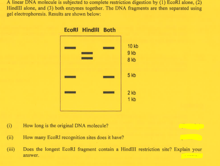 A linear DNA molecule is subjected to complete restriction digestion by (1) EcoRI alone, (2)
HindIII alone, and (3) both enzymes together. The DNA fragments are then separated using
gel electrophoresis. Results are shown below:
(i)
(ii)
(iii)
EcoRI Hindill Both
| |
—
| |
10 kb
9 kb
8 kb
5 kb
2 kb
1 kb
How long is the original DNA molecule?
How many EcoRI recognition sites does it have?
Does the longest EcoRI fragment contain a HindIII restriction site? Explain your
answer.