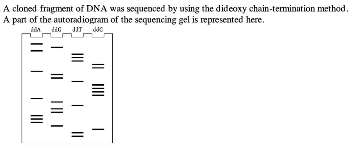 A cloned fragment of DNA was sequenced by using the dideoxy chain-termination method.
A part of the autoradiogram of the sequencing gel is represented here.
ddA ddG ddT ddC