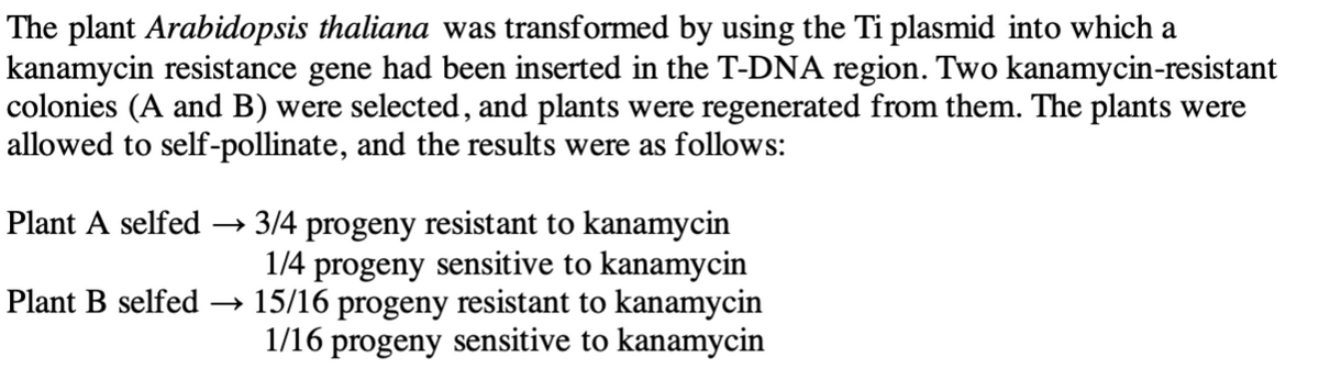 The plant Arabidopsis thaliana was transformed by using the Ti plasmid into which a
kanamycin resistance gene had been inserted in the T-DNA region. Two kanamycin-resistant
colonies (A and B) were selected, and plants were regenerated from them. The plants were
allowed to self-pollinate, and the results were as follows:
Plant A selfed
Plant B selfed
→ 3/4 progeny resistant to kanamycin
→
1/4 progeny sensitive to kanamycin
15/16 progeny resistant to kanamycin
1/16 progeny sensitive to kanamycin