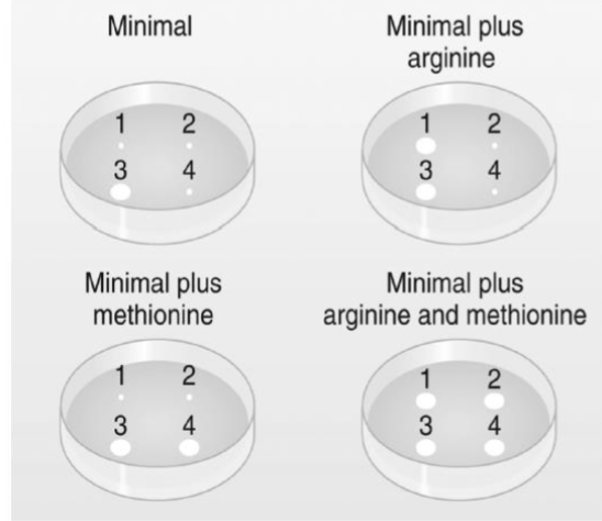 Minimal
Minimal plus
arginine
1
2
1
2
3
4
3
4
Minimal plus
methionine
Minimal plus
arginine and methionine
1
2
1
2
3
4
3
4