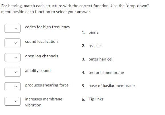For hearing, match each structure with the correct function. Use the "drop-down"
menu beside each function to select your answer.
codes for high frequency
sound localization
open ion channels
amplify sound
produces shearing force
increases membrane
vibration
1. pinnal
2. ossicles
3. outer hair cell
4. tectorial membrane
5. base of basilar membrane
6. Tip links