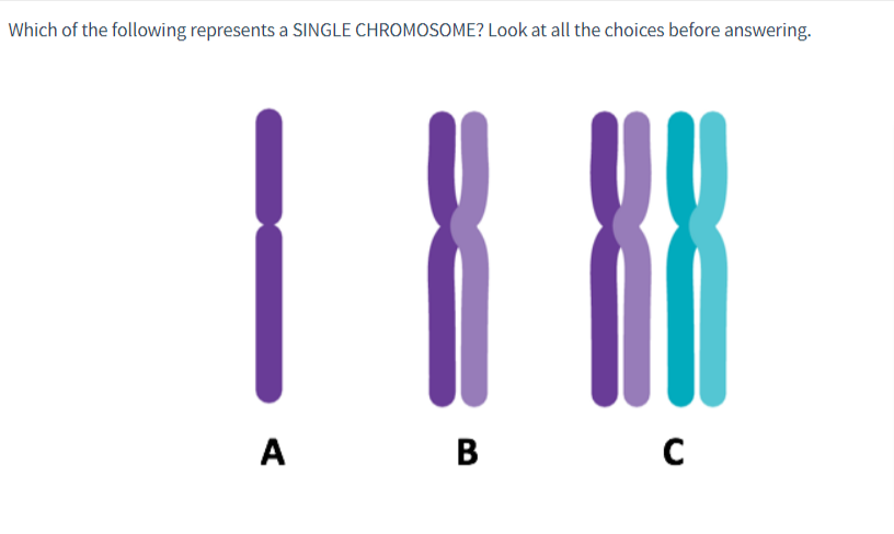 Which of the following represents a SINGLE CHROMOSOME? Look at all the choices before answering.
DO
A
B
с