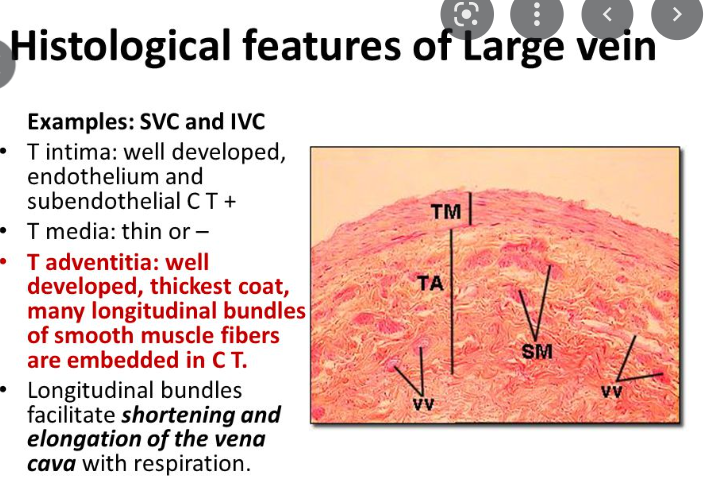 Histological features of Large vein
Examples: SVC and IVC
Tintima: well developed,
endothelium and
subendothelial CT +
T media: thin or -
T adventitia: well
developed, thickest coat,
many longitudinal bundles
of smooth muscle fibers
are embedded in C T.
• Longitudinal bundles
facilitate shortening and
elongation of the vena
cava with respiration.
TM
ΤΑ
VV
SM
VV
