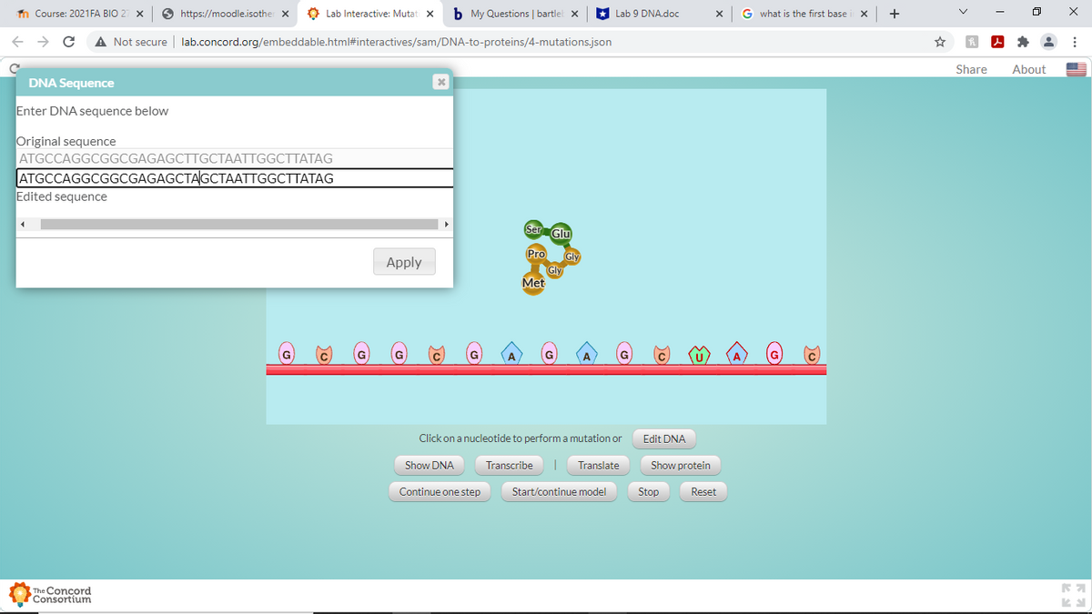 n Course: 2021FA BIO 2
O https://moodle.isother x
Lab Interactive: Mutati X
b My Questions | bartlel x
Lab 9 DNA.doc
G what is the first base
+
A Not secure | lab.concord.org/embeddable.html#interactives/sam/DNA-to-proteins/4-mutations.json
Share
About
DNA Sequence
Enter DNA sequence below
Original sequence
ATGCCAGGCGGCGAGAGCTTGCTAATTGGCTTATAG
ATGCCAGGCGGCGAGAGCTAGCTAATTGGCTTATAG
Edited sequence
Ser Glm
Pro
Gly
Gly
Met
Apply
Click on a nucleotide to perform a mutation or
Edit DNA
Show DNA
Transcribe
Translate
Show protein
Continue one step
Start/continue model
Stop
Reset
The Concord
Consortium
