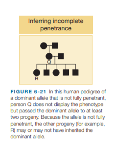 Inferring incomplete
penetrance
FIGURE 6-21 In this human pedigree of
a dominant allele that is not fully penetrant,
person Q does not display the phenotype
but passed the dominant allele to at least
two progeny. Because the allele is not fully
penetrant, the other progeny (for example,
R) may or may not have inherited the
dominant allele.
