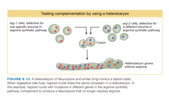 Testing complementation by using a heterokaryon
arg-1 cells, defective for
one specific enzyme in
arginine synthetic pathway
arg-2 cells, defective for
a different enzyme in
arginine synthetic pathway
Fusion
Heterokaryon grows
without arginine
FIGURE 6-13 A heterokaryon of Neurospora and similar fungi mimics a diploid state.
When vegetative cells fuse, haploid nuclei share the same cytoplasm in a heterokaryon. In
this example, haploid nuclei with mutations in different genes in the arginine synthetic
pathway complement to produce a Neurospora that no longer requires arginine.
