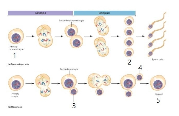 MEIOSIS I
MEIOSIS II
Secondary spermatocyte
Primery
spermetocyte
1
Sperm cels
(a) Spermatogernesis
4
Secondary cocyte
Pimary
cocyte
Egg col
5
3
(b) Oogenesis
