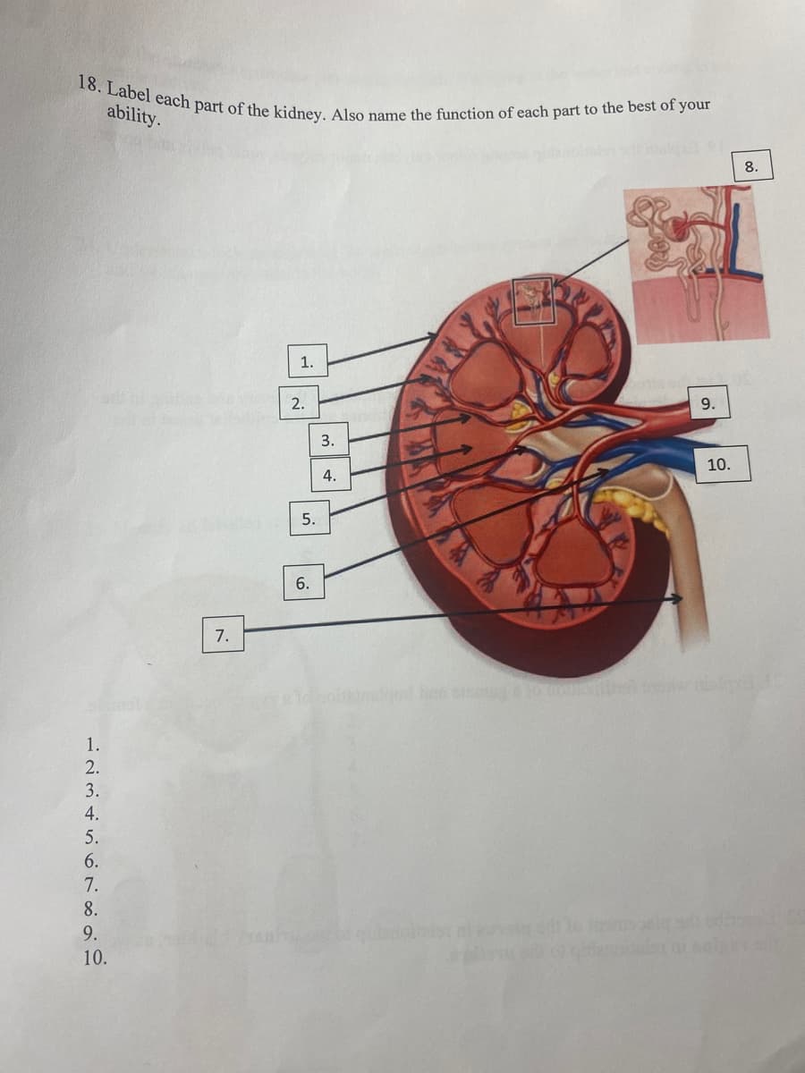 18. Label each part of the kidney. Also name the function of each part to the best of your
ability.
1.
2.
3.
4.
5.
6.
7.
8.
9.
10.
7.
1.
2.
5.
6.
3.
4.
het isung 4
9.
10.
8.