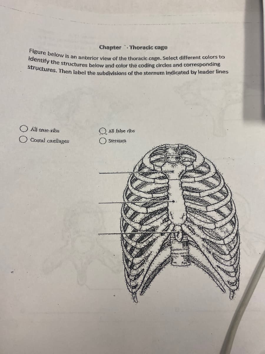 Chapter
Thoracic cage
Figure below is an anterior view of the thoracic cage. Select different colors to
identify the structures below and color the coding circles and corresponding
structures. Then label the subdivisions of the sternum indicated by leader lines
All trie-ribs
Costal cartilages
All false ribs
Sternum