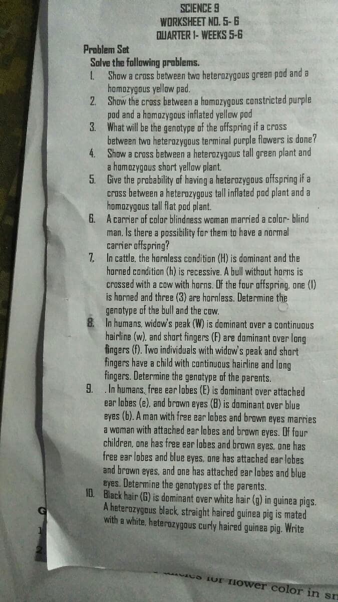 SCIENCE 9
WORKSHEET NO. 5-6
OUARTER 1- WEEKS 5-6
Problem Set
Solve the following problems.
1.
Show a cross between two heterozygous green pod and a
homozygous yellow pad.
2. Show the cross between a homozygous constricted purple
pod and a homozygous inflated yellow pod
3. What will be the genotype of the offspring if a cross
between two heterozygous terminal purple flowers is done?
4. Show a cross between a heterozygous tall green plant and
a homozygous short yellow plant.
5. Give the probability of having a heterozygous offspring if a
cross between a heterozygous tall inflated pod plant and a
homozygaus tall flat pod plant.
6. Acarrier of color blindness woman married a color- blind
man. Is
carrier offspring?
7. In cattle, the hornless condition (H) is dominant and the
horned condition (h) is recessive. A bull without horns is
crossed with a cow with harns. Of the four offspring, one (1)
is horned and three (3) are hornless. Determine the
genotype of the bull and the cow.
8. In humans, widow's peak (W) is dominant over a continuous
hairline (w), and short fingers (F) are dominant over long
fingers (f). Two individuals with widow's peak and short
fingers have a child with continuous hairline and long
fingers. Determine the genotype of the parents.
9.
ere a possibility for them to have a normal
In humans, free ear lobes (E) is dominant over attached
ear lobes (e), and brown eyes (B) is dominant over blue
eyes (b). A man with free ear lobes and brawn eyes marries
a woman with attached ear lobes and brown eyes. Of four
children, one has free ear lobes and brown eyes, one has
free ear lobes and blue eyes, one has attached ear lobes
and brown eyes, and one has attached ear lobes and blue
eyes. Determine the genotypes of the parents.
ID. Black hair (G) is dominant over white hair (g) in guinea pigs.
A heterozygous black, straight haired guinea pig is mated
with a white, heterozygous curly haired guinea pig. Write
n Ur Hower color in sn
