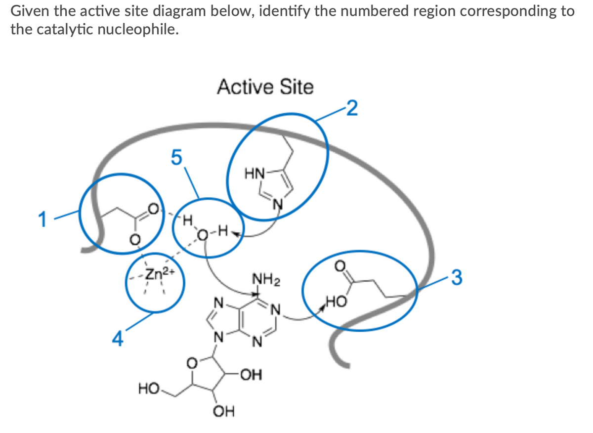 Given the active site diagram below, identify the numbered region corresponding to
the catalytic nucleophile.
Active Site
-2
HN-
H.
O-H
-Zn2+
NH2
3
N.
„HO
'N.
N
HO-
HO
OH
z.
4.
