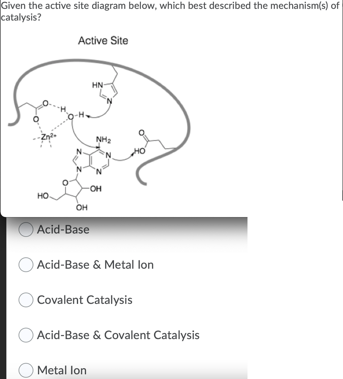 Given the active site diagram below, which best described the mechanism(s) of
catalysis?
Active Site
HN-
o-H.
NH2
N
HO
OH
HO
OH
Acid-Base
O Acid-Base & Metal lon
Covalent Catalysis
O Acid-Base & Covalent Catalysis
Metal lon
