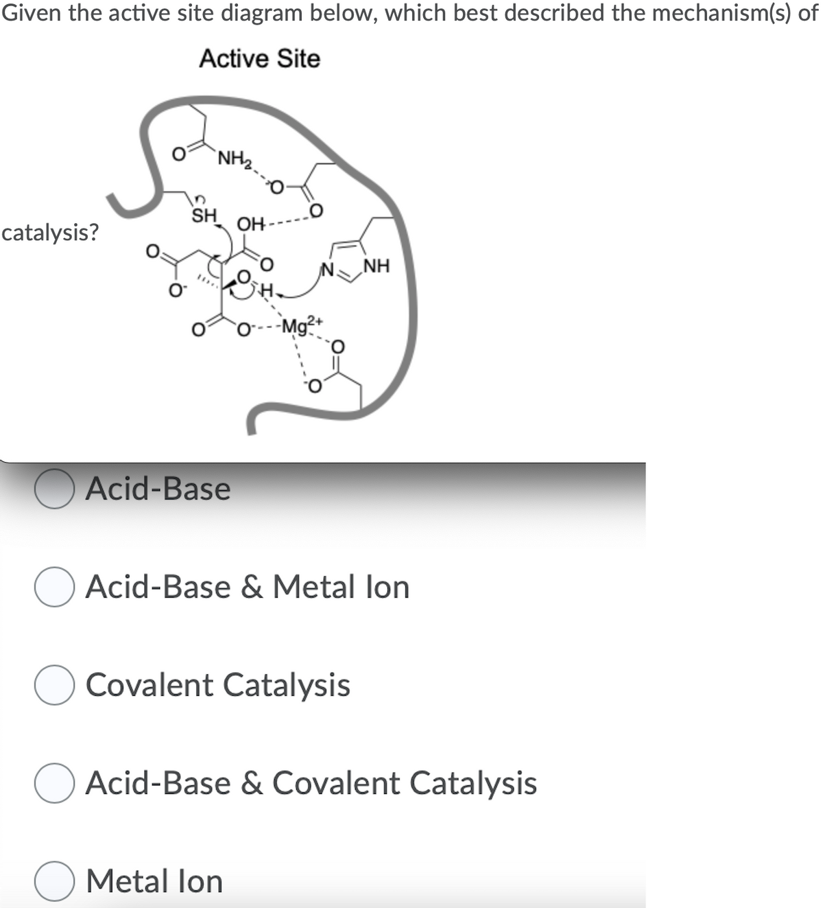Given the active site diagram below, which best described the mechanism(s) of
Active Site
`NH2.
SH
OH -
catalysis?
NH
-Mg²+
O Acid-Base
O Acid-Base & Metal lon
Covalent Catalysis
Acid-Base & Covalent Catalysis
O Metal lon
