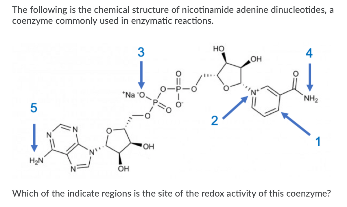 The following is the chemical structure of nicotinamide adenine dinucleotides, a
coenzyme commonly used in enzymatic reactions.
Но
4
HO
0-P-0
*Na "O.
`NH2
N
1
"OH
H2N
OH
Which of the indicate regions is the site of the redox activity of this coenzyme?
2.
