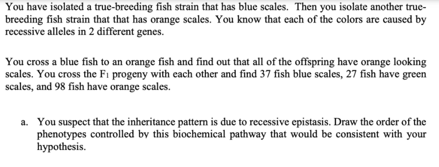 You have isolated a true-breeding fish strain that has blue scales. Then you isolate another true-
breeding fish strain that that has orange scales. You know that each of the colors are caused by
recessive alleles in 2 different genes.
You cross a blue fish to an orange fish and find out that all of the offspring have orange looking
scales. You cross the Fi progeny with each other and find 37 fish blue scales, 27 fish have green
scales, and 98 fish have orange scales.
suspect that the inheritance pattern is due to recessive epistasis. Draw the order of the
phenotypes controlled by this biochemical pathway that would be consistent with your
hypothesis.
