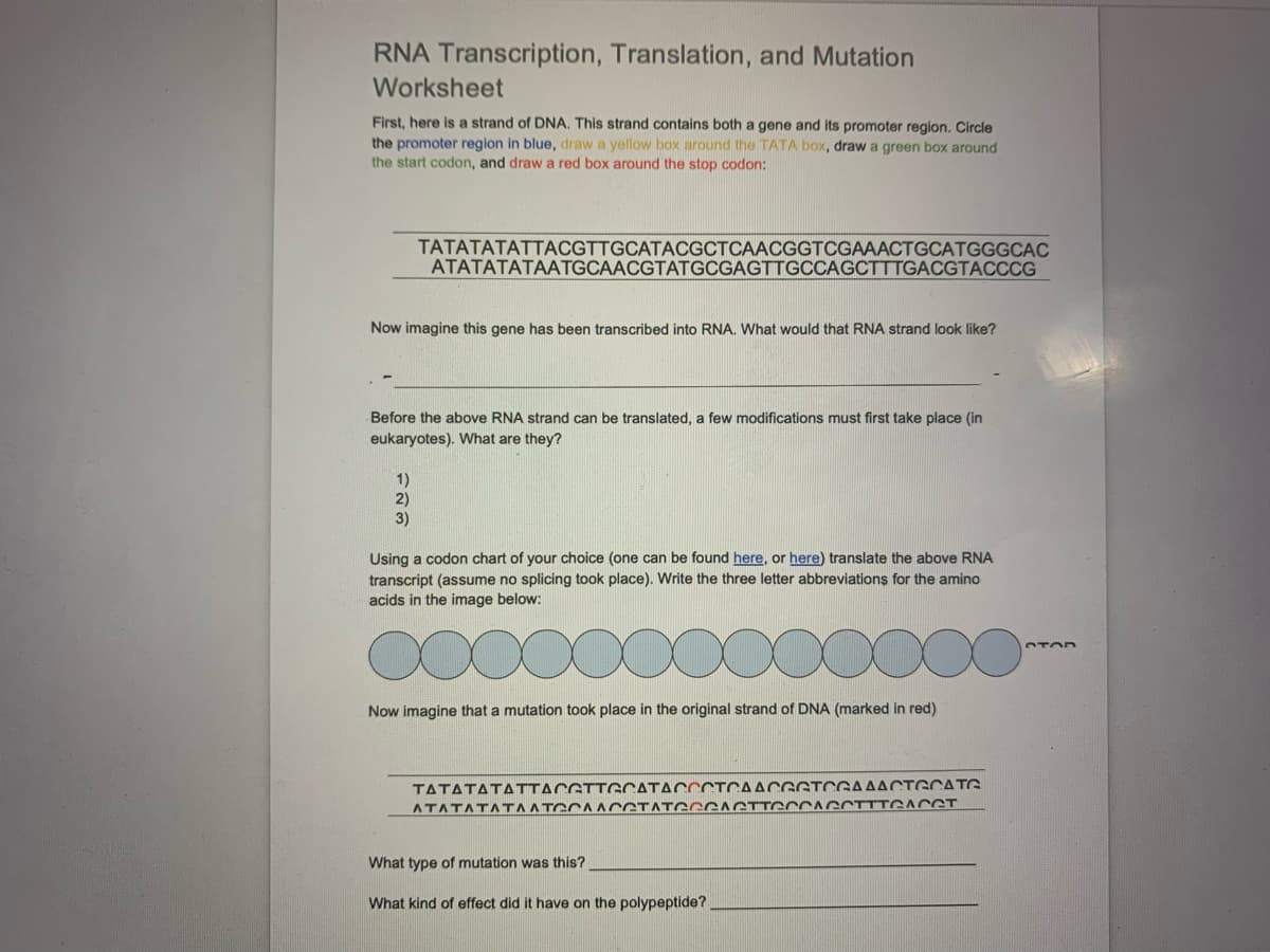 RNA Transcription, Translation, and Mutation
Worksheet
First, here is a strand of DNA. This strand contains both a gene and its promoter region. Circle
the promoter region in blue, draw a yellow box around the TATA box, draw a green box around
the start codon, and draw a red box around the stop codon:
TATATATATTACGTTGCATACGCTCAACGGTCGAAACTGCATGGGCAC
ATATATATAATGCAACGTATGCGAGTTGCCAGCTTTGACGTACCCG
Now imagine this gene has been transcribed into RNA. What would that RNA strand look like?
Before the above RNA strand can be translated, a few modifications must first take place (in
eukaryotes). What are they?
1)
2)
3)
Using a codon chart of your choice (one can be found here, or here) translate the above RNA
transcript (assume no splicing took place). Write the three letter abbreviations for the amino
acids in the image below:
Now imagine that a mutation took place in the original strand of DNA (marked in red)
TATATATATTACGTTGCATACCCTCAACGGTCGAAACTGCATG
ATATATATAATGCAACCTATccGAGTTecCAGCTTTGACGT
What type of mutation was this?
What kind of effect did it have on the polypeptide?
