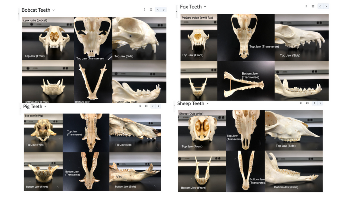 Bobcat Teeth
Lynx rufus (bobcat)
Top Jaw (Front)
Bottom Jaw (Front)
Pig Teeth
Sus scrofa (Pig)
Top Jaw (Front)
Bottom Jaw (Front)
Top Jaw (Transverse)
V
Bottom Jaw
Top Jaw
(Transverse)
Bottom Jaw
(Transverse)
Top Jaw (Side)
Bottom Jaw (Side)
Top Jaw (Side)
996
Bottom Jaw (Side)
<>
Fox Teeth
Vulpes velox (swift fox)
Top Jaw (Front)
Sheep Teeth
Sheep (Ovis aries)
OC
Top Jaw (Front)
Bottom Jaw (Front)
Top Jaw (Transverse)
A
Bottom Jaw
(Transverse)
Top Jaw
(Transverse
Bottom Jaw
(Transverse)
Top Jaw (Side)
Top Jaw (Side)
Bottom Jaw (Side)
0% < >
050 <>