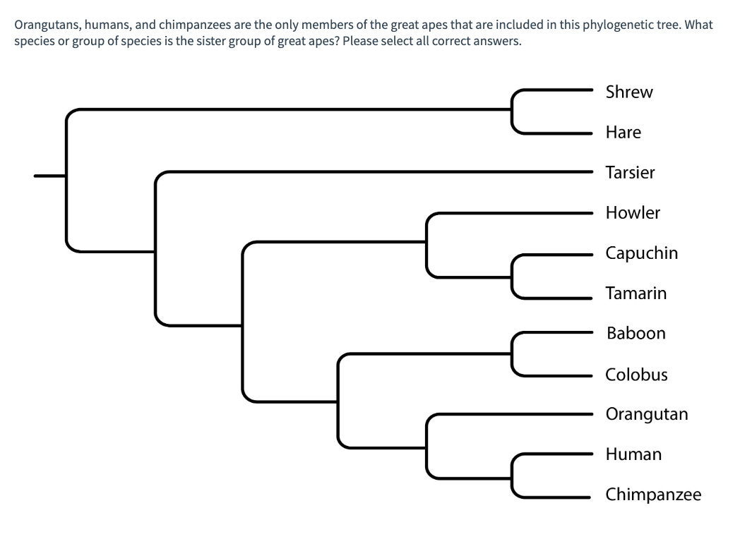 Orangutans, humans, and chimpanzees are the only members of the great apes that are included in this phylogenetic tree. What
species or group of species is the sister group of great apes? Please select all correct answers.
Shrew
Hare
Tarsier
Howler
Capuchin
Tamarin
Baboon
Colobus
Orangutan
Human
Chimpanzee