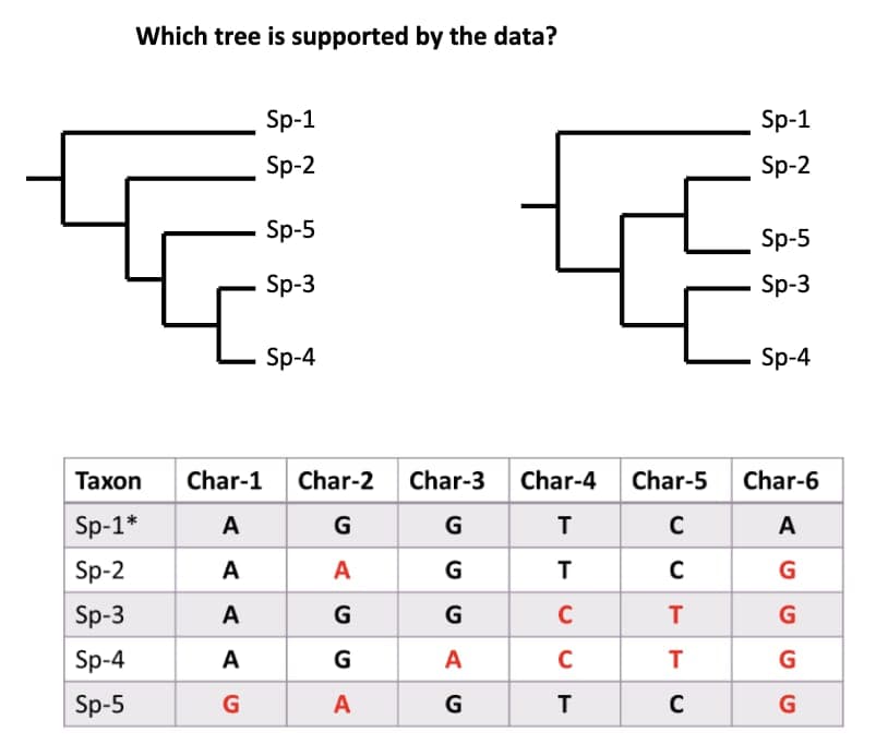 Which tree is supported by the data?
Sp-1
Sp-2
Sp-5
Sp-3
Sp-4
Taxon Char-1 Char-2
Sp-1*
A
G
Sp-2
A
Sp-3
A
Sp-4
A
Sp-5
G
ACG
A
A
Char-3 Char-4
G
T
T
C
C
T
G
A
G
Char-5
C
C
T
T
C
Sp-1
Sp-2
Sp-5
Sp-3
Sp-4
Char-6
A
G
G
G
G