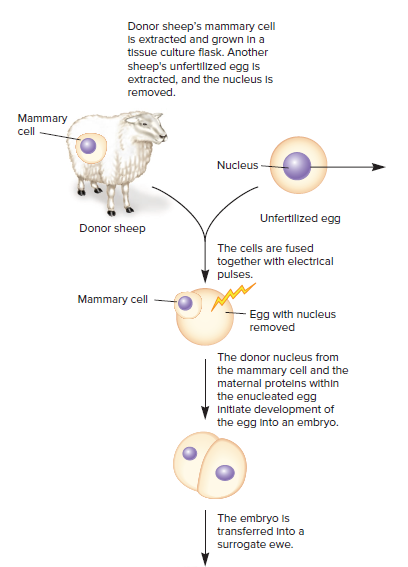 Donor sheep's mammary cell
Is extracted and grown In a
tissue culture flask. Another
sheep's unfertillized egg is
extracted, and the nucleus Is
removed.
Mammary
cell
Nucleus
Unfertilized egg
Donor sheep
The cells are fused
together with electrical
pulses.
Mammary cell
Egg with nucleus
removed
The donor nucleus from
the mammary cell and the
maternal protelns within
the enucleated egg
Initlate development of
the egg Into an embryo.
The embryo Is
transferred Into a
surrogate ewe.
