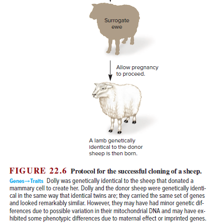 Surrogate
ewe
Allow pregnancy
to proceed.
A lamb genetically
Identical to the donor
sheep Is then born.
FIGURE 22.6 Protocol for the successful cloning of a sheep.
Genes-Traits Dolly was genetically identical to the sheep that donated a
mammary cell to create her. Dolly and the donor sheep were genetically identi-
cal in the same way that identical twins are; they carried the same set of genes
and looked remarkably similar. However, they may have had minor genetic dif-
ferences due to possible variation in their mitochondrial DNA and may have ex-
hibited some phenotypic differences due to maternal effect or imprinted genes.
