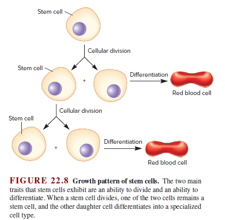 Stem cell
Cellular division
Stem cell
Differentiation
Red blood cell
Cellular division
Stem cell
Differentiation
Red blood cell
FIGURE 22.8 Growth pattern of stem celks. The two main
traits that stem cells exhibit are an ability to divide and an ability to
differentiate. When a stem cell divides, one of the two cells remains a
stem cell, and the other daughter cell differentiates into a specialized
cell type.
