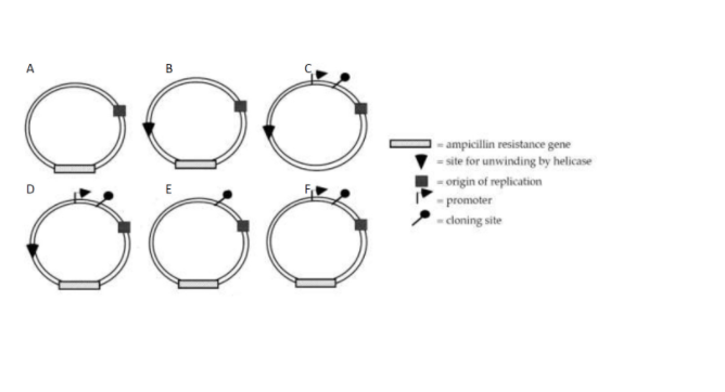 A
- ampicillin resistance gene
- site for unwinding by helicase
- origin of replication
-promoter
30
- cloning site
