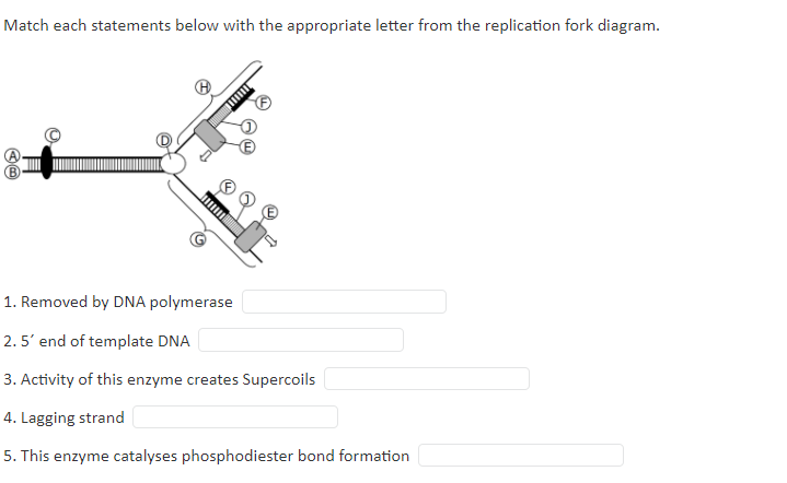 Match each statements below with the appropriate letter from the replication fork diagram.
1. Removed by DNA polymerase
2.5' end of template DNA
3. Activity of this enzyme creates Supercoils
4. Lagging strand
5. This enzyme catalyses phosphodiester bond formation
