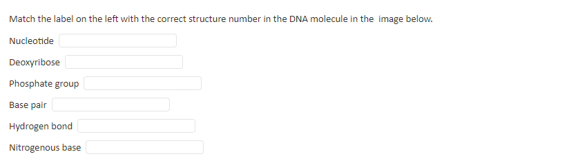Match the label on the left with the correct structure number in the DNA molecule in the image below.
Nucleotide
Deoxyribose
Phosphate group
Base pair
Hydrogen bond
Nitrogenous base
