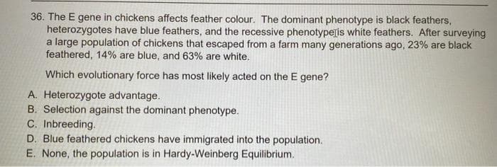 36. The E gene in chickens affects feather colour. The dominant phenotype is black feathers,
heterozygotes have blue feathers, and the recessive phenotype is white feathers. After surveying
a large population of chickens that escaped from a farm many generations ago, 23% are black
feathered, 14% are blue, and 63% are white.
Which evolutionary force has most likely acted on the E gene?
A. Heterozygote advantage.
B. Selection against the dominant phenotype.
C. Inbreeding.
D. Blue feathered chickens have immigrated into the population.
E. None, the population is in Hardy-Weinberg Equilibrium.