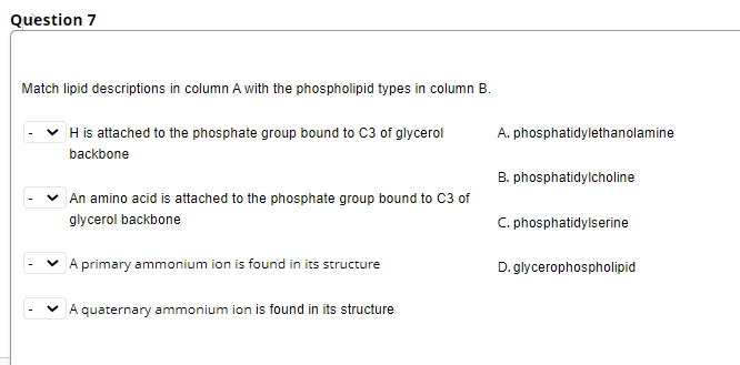 Question 7
Match lipid descriptions in column A with the phospholipid types in column B.
H is attached to the phosphate group bound to C3 of glycerol
A. phosphatidylethanolamine
backbone
B. phosphatidylcholine
An amino acid is attached to the phosphate group bound to C3 of
glycerol backbone
C. phosphatidylserine
v A primary ammonium ion is found in its structure
D. glycerophospholipid
V A
quaternary ammonium ion is found in its structure
