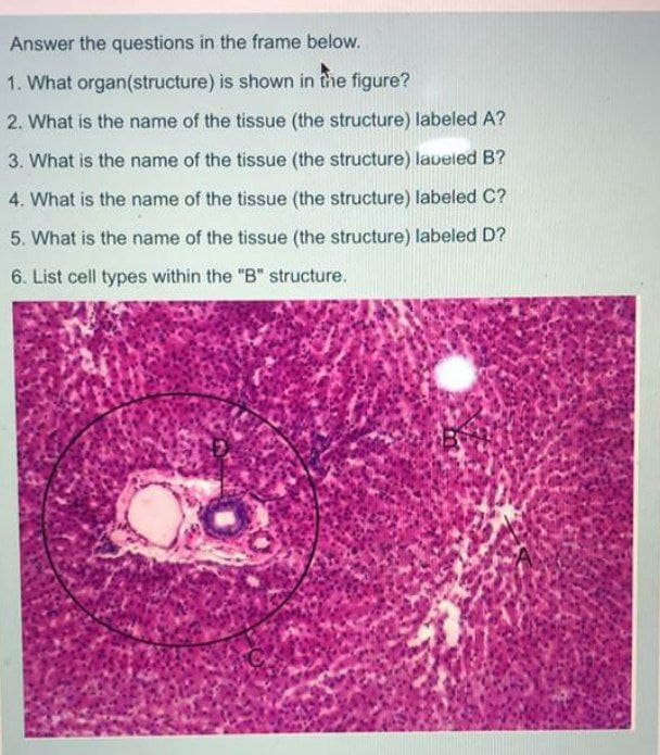 Answer the questions in the frame below.
1. What organ(structure) is shown in the figure?
2. What is the name of the tissue (the structure) labeled A?
3. What is the name of the tissue (the structure) labeled B?
4. What is the name of the tissue (the structure) labeled C?
5. What is the name of the tissue (the structure) labeled D?
6. List cell types within the "B" structure.