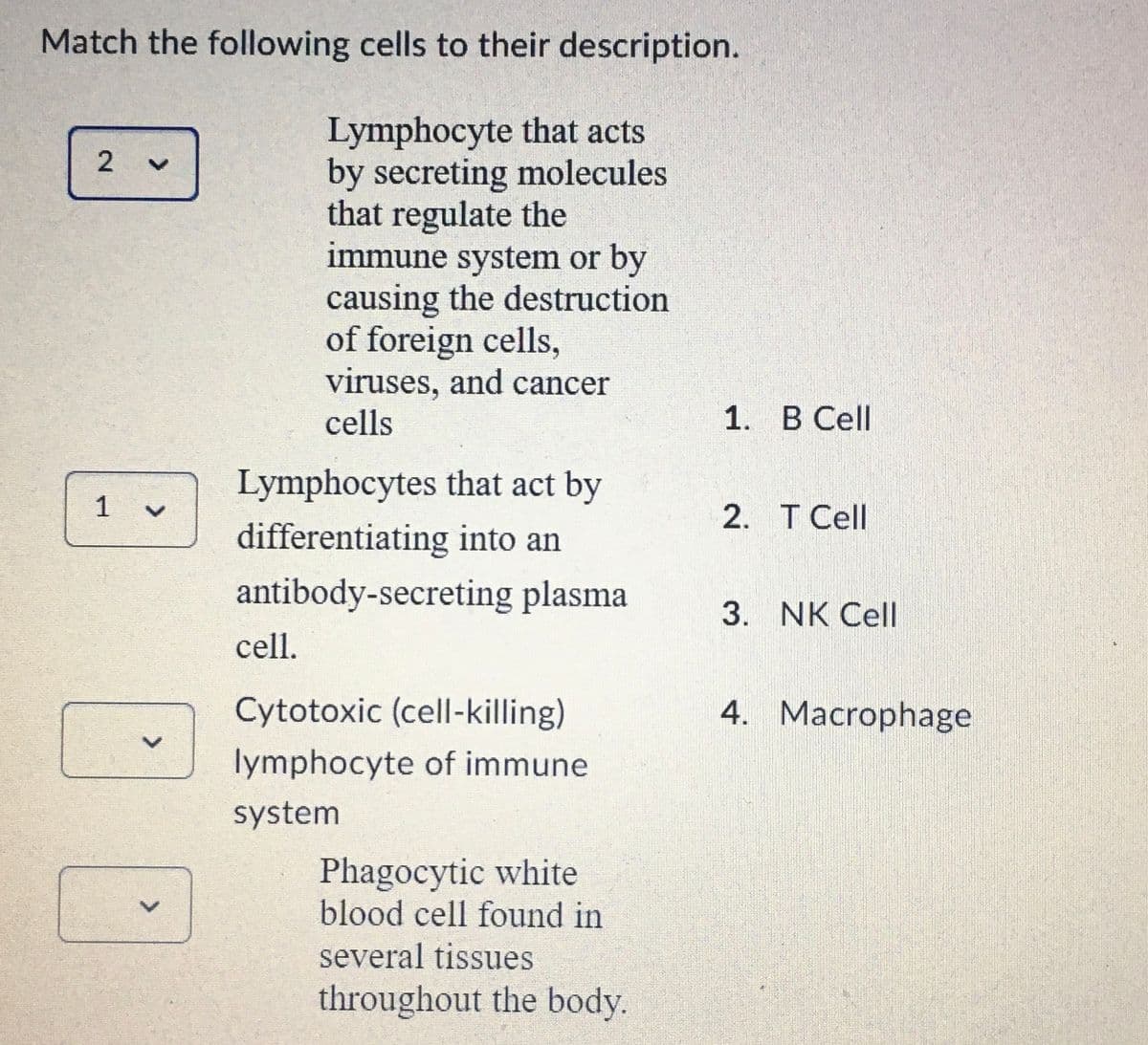Match the following cells to their description.
Lymphocyte that acts
by secreting molecules
that regulate the
immune system or by
causing the destruction
of foreign cells,
viruses, and cancer
cells
2
1
V
>
Lymphocytes that act by
differentiating into an
antibody-secreting plasma.
cell.
Cytotoxic (cell-killing)
lymphocyte of immune
system
Phagocytic white
blood cell found in
several tissues
throughout the body.
1. B Cell
2. T Cell
3. NK Cell
4. Macrophage
